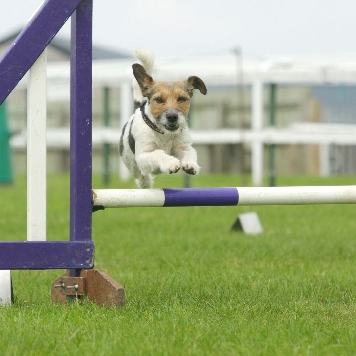 JUMPING SERIES Part 2 Can or Can't? Physical Causes of Jumping Problems suzanneclothier