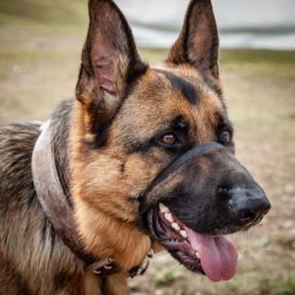 Canine hotsell head halter