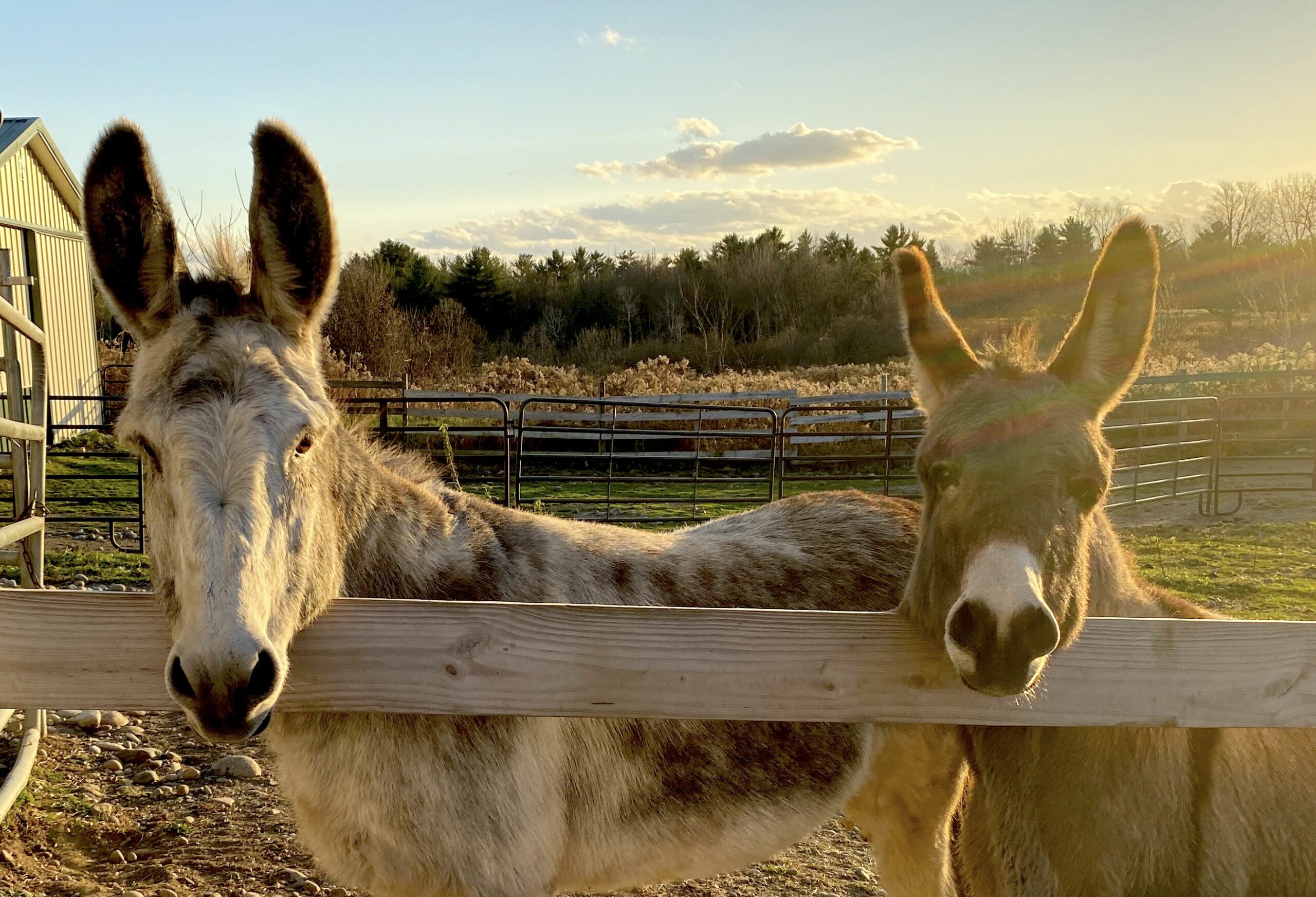 Two donkeys looking over fence